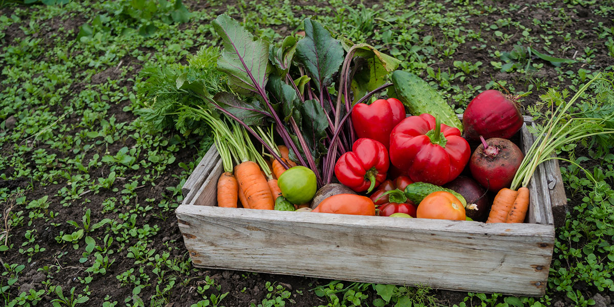 Hộp rau củ thực phẩm nông nghiệp